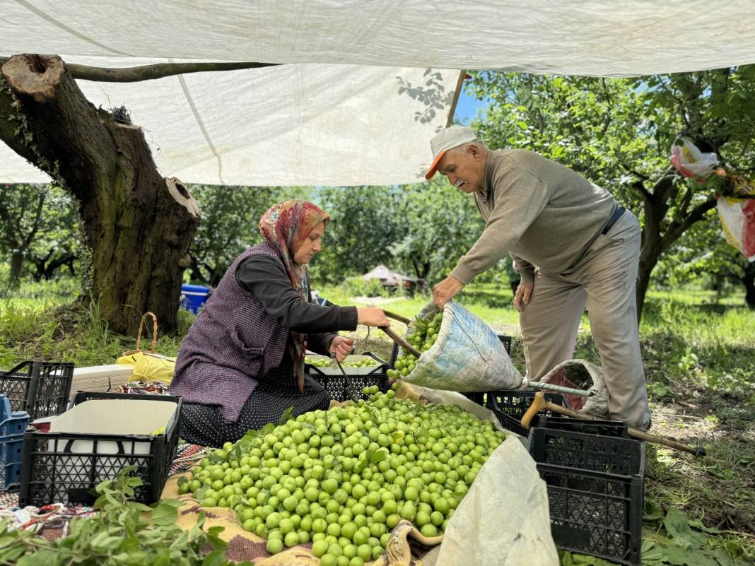 Hasadı 1 Hafta Öne Çekildi! Kilosu 50-80 Lira Arasında Alıcı Buluyor: Kastarca İle Başlıyor Ağustos Papazı İle Sezonu Bitiriyor 5